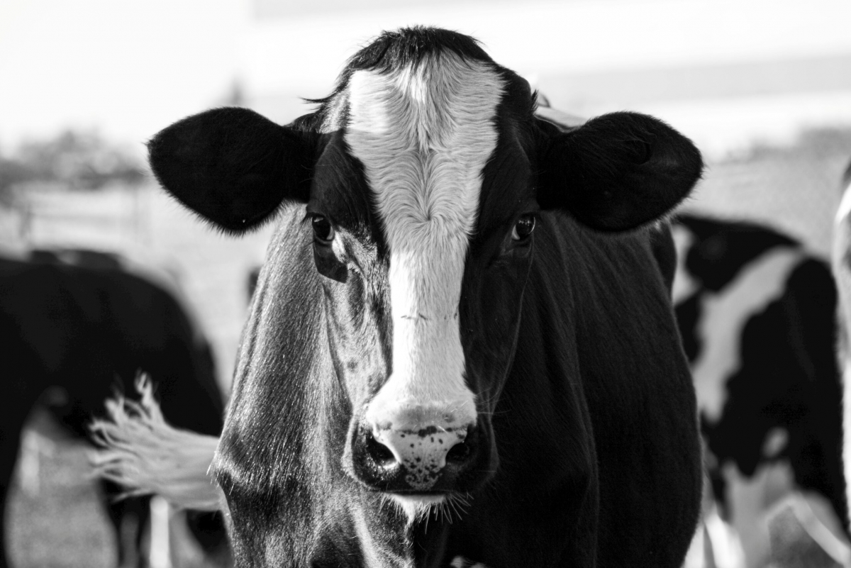 Jēkabpilī trešdien seminārā runās par viedajām tehnoloģijām piena lopkopībā