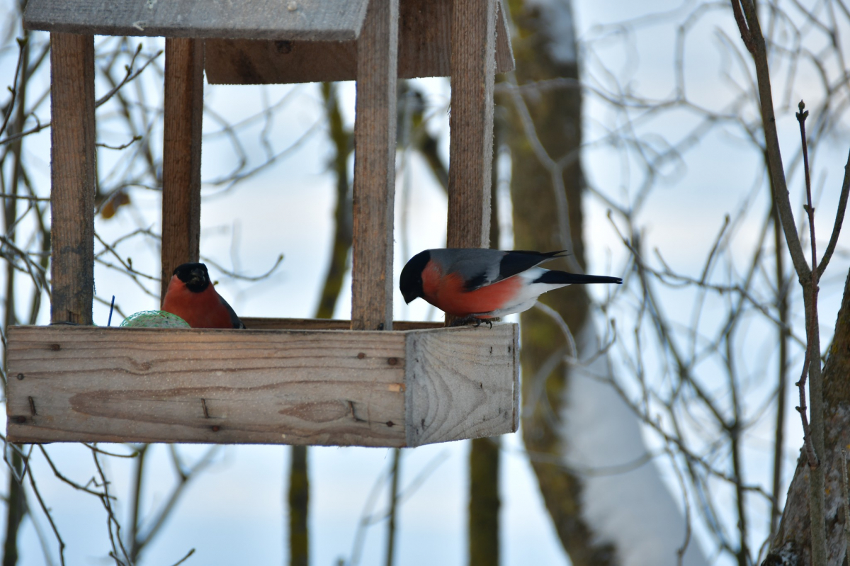 Februāra pēdējā nedēļā palaikam iespējams atkusnis
