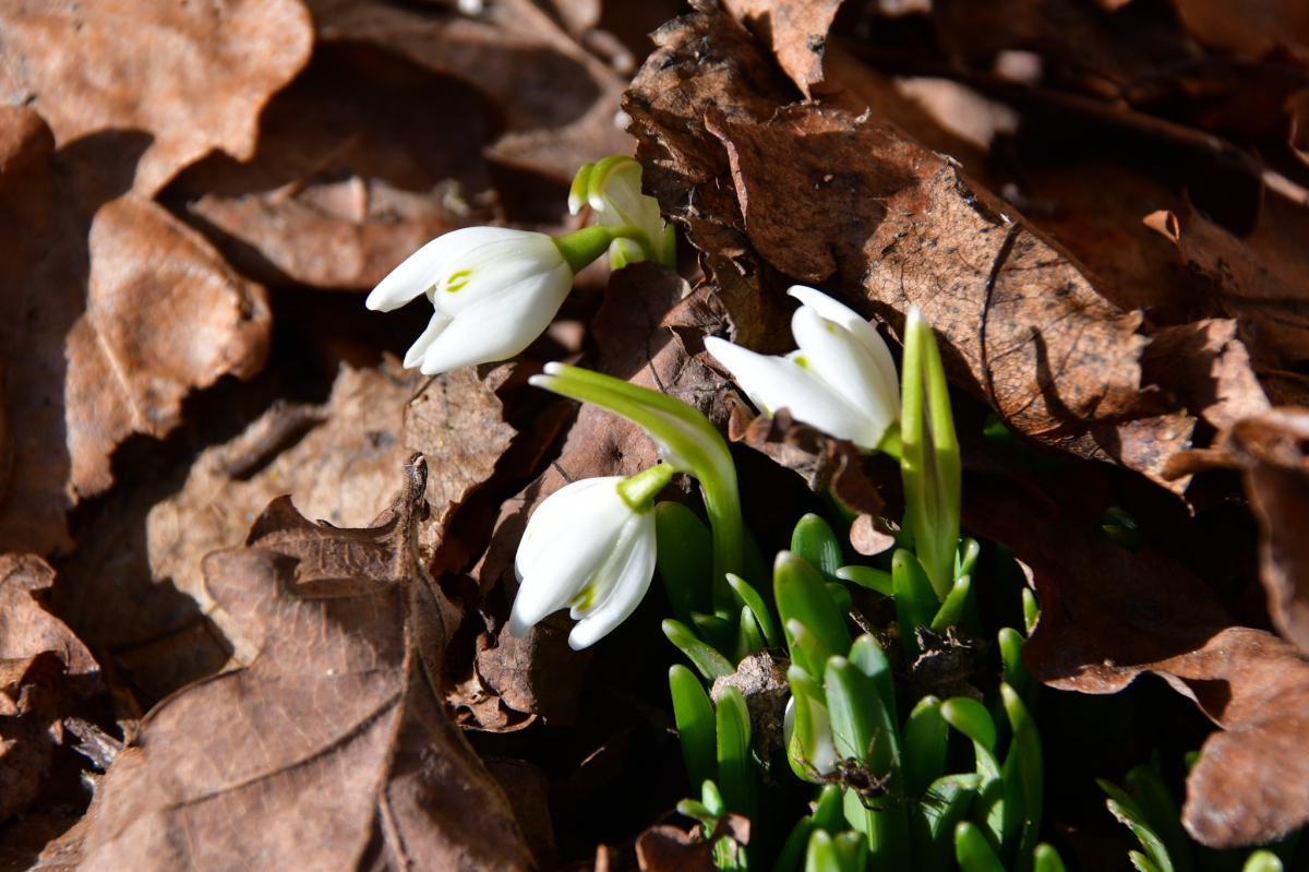 Nedēļas nogalē gaidāms pārsvarā saulains un vējains laiks; sestdiena būs silta, svētdiena - vēsāka