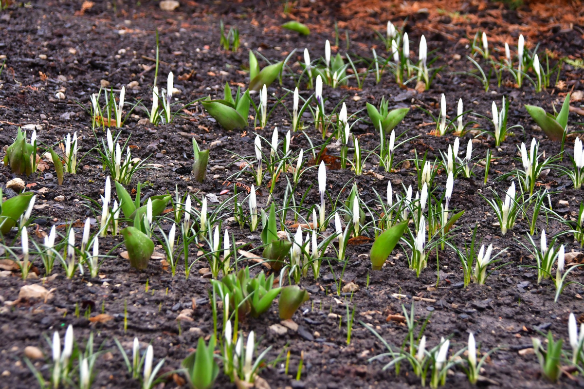 Jēkabpilī pārspēts vietējās nozīmes, Rēzeknē - nacionālais 12.marta siltuma rekords
