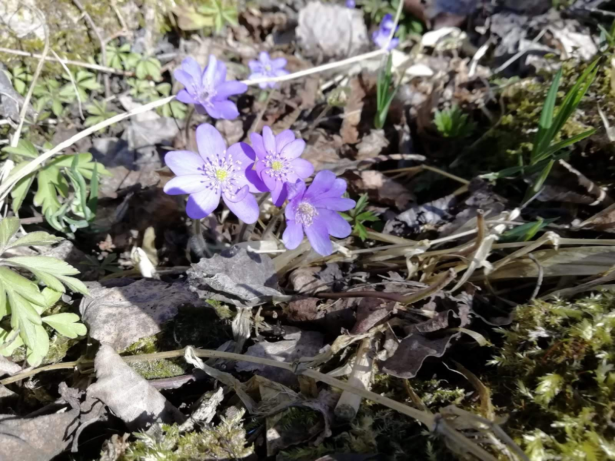 Jēkabpils Radio1 ziņas 2026.gada 20.martā