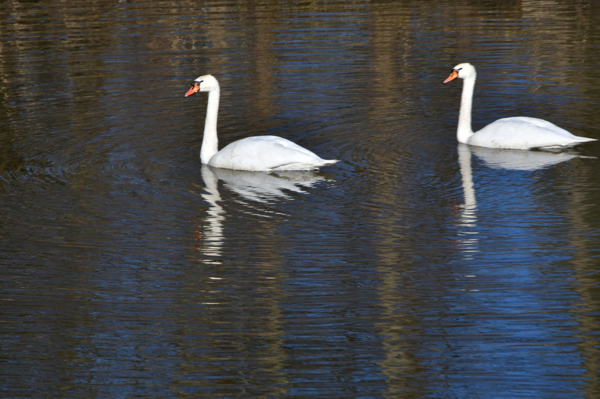 Šonedēļ lielu izmaiņu laikapstākļos nebūs; Lieldienās varētu kļūt siltāks; Ūdens līmenis Daugavā vēl nepazeminās