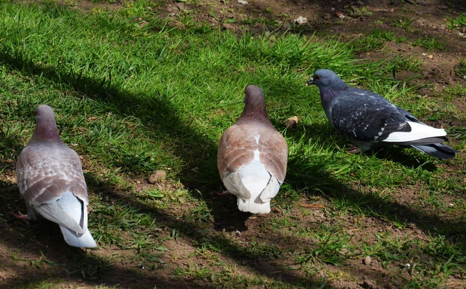 Jēkabpils Radio1 ziņas 2026.gada 10.aprīlī