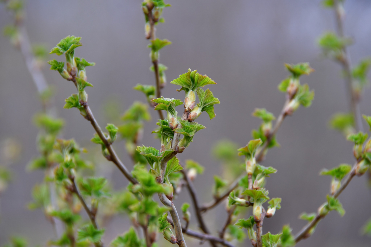 Nedēļas nogalē gaidāms pārsvarā sauss un saulains laiks