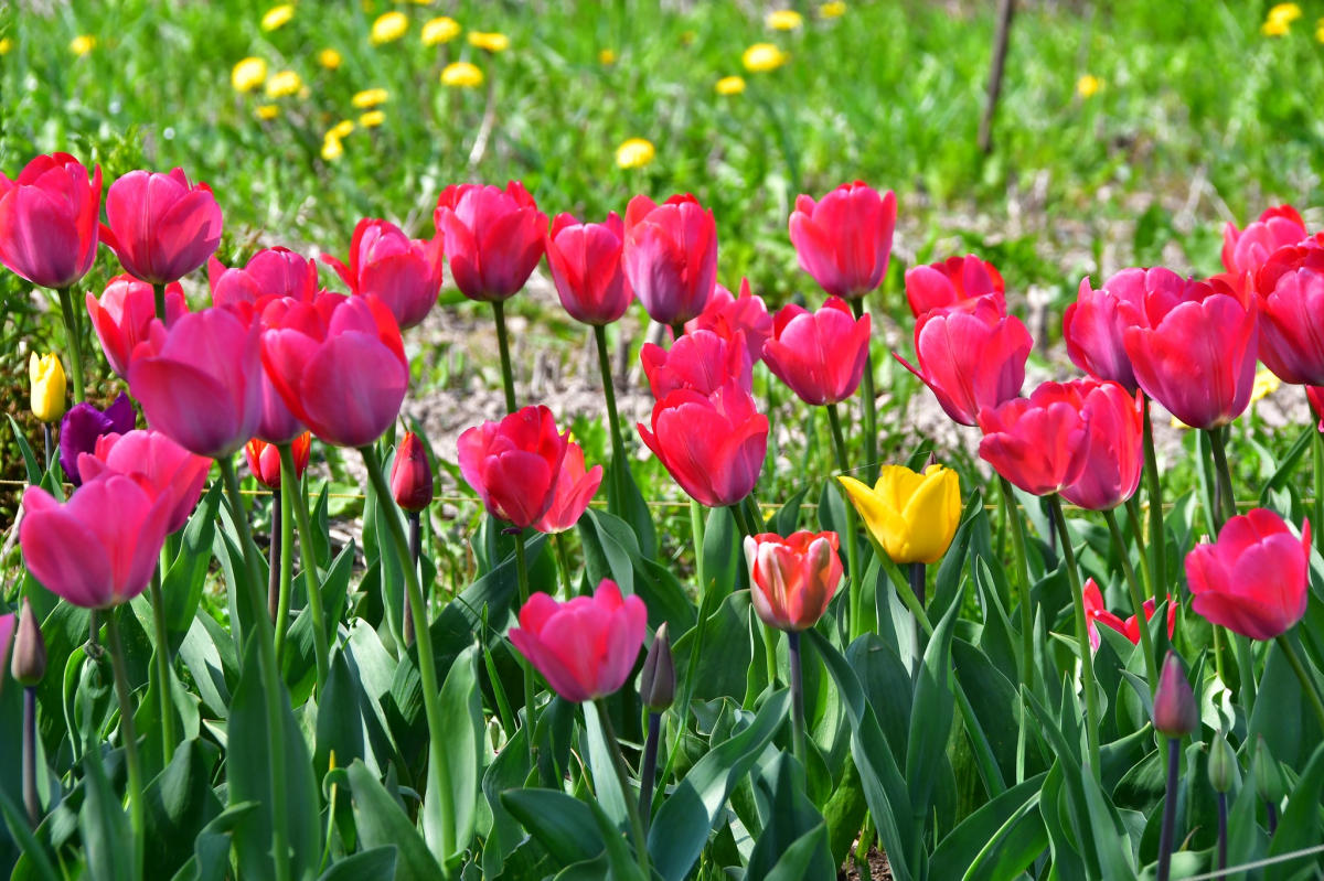 Jēkabpils Radio1 ziņas 2026.gada 23.aprīlī