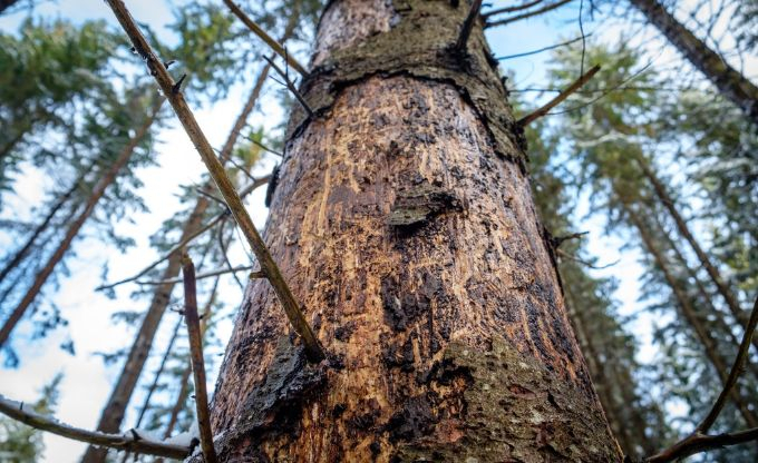 Jēkabpils, Aizkraukles un Līvānu novados saglabājas augsts egļu astoņzobu mizgrauža bojājumu risks