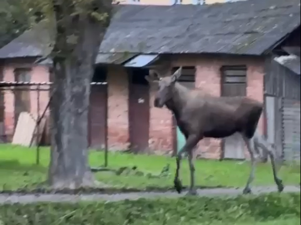 Jēkabpilī Pils rajonā iemaldījies alnis. Aculiecinieka video