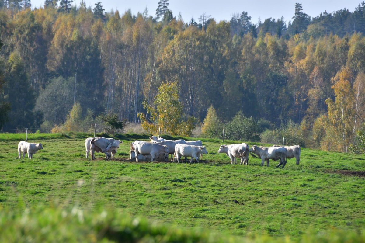 Jēkabpils Radio1 ziņas 2026.gada 13.oktobrī