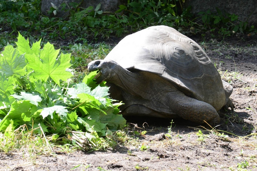 Rīgas Zooloģiskā dārza jaunumi