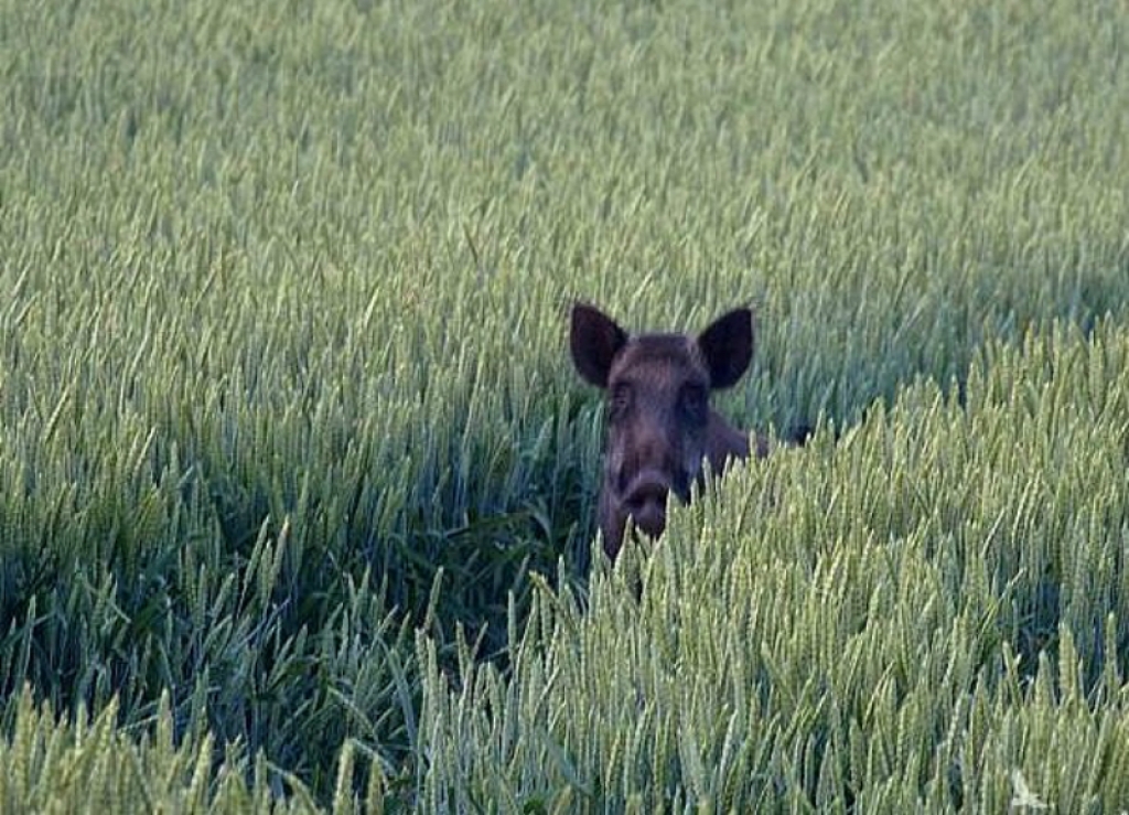 PVD apstiprina Āfrikas cūku mēri mežacūkām Variešu un Mežāres pagastā