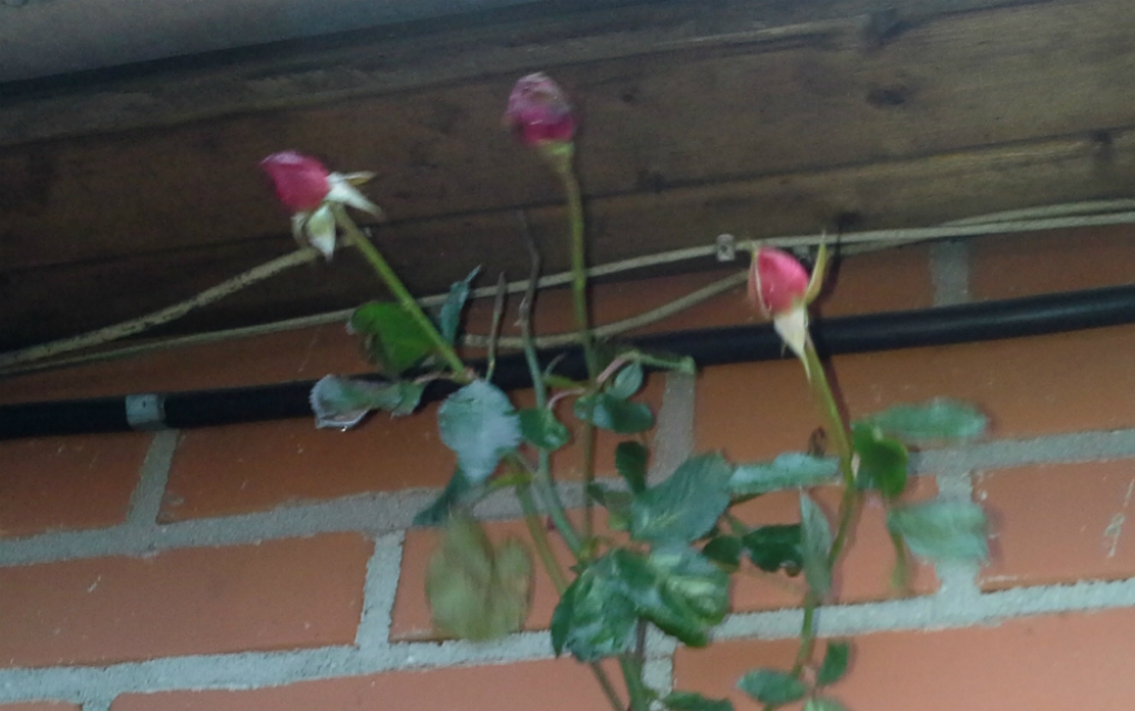 Jēkabpilī kādā piemājas dārzā pumpuros saplaukusi roze (FOTO)