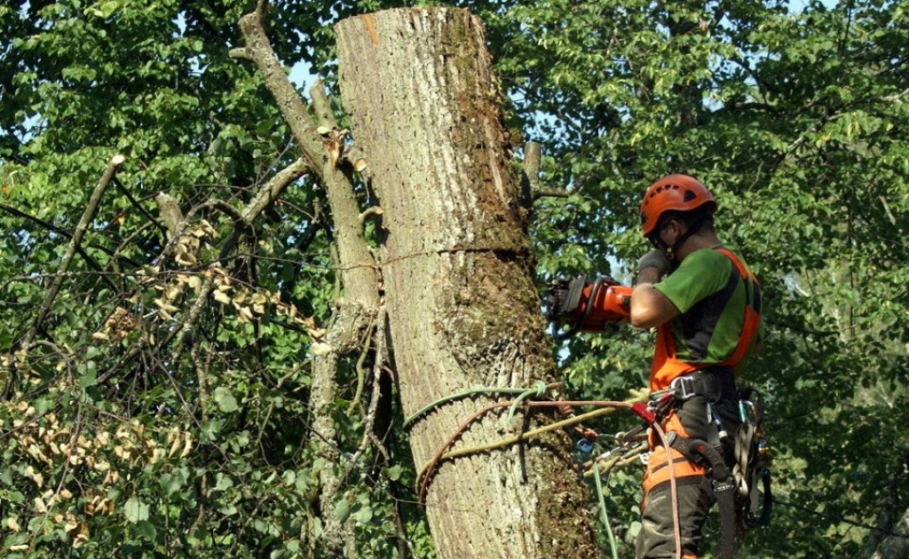 На 13 820 евро спилили 162 опасных дерева