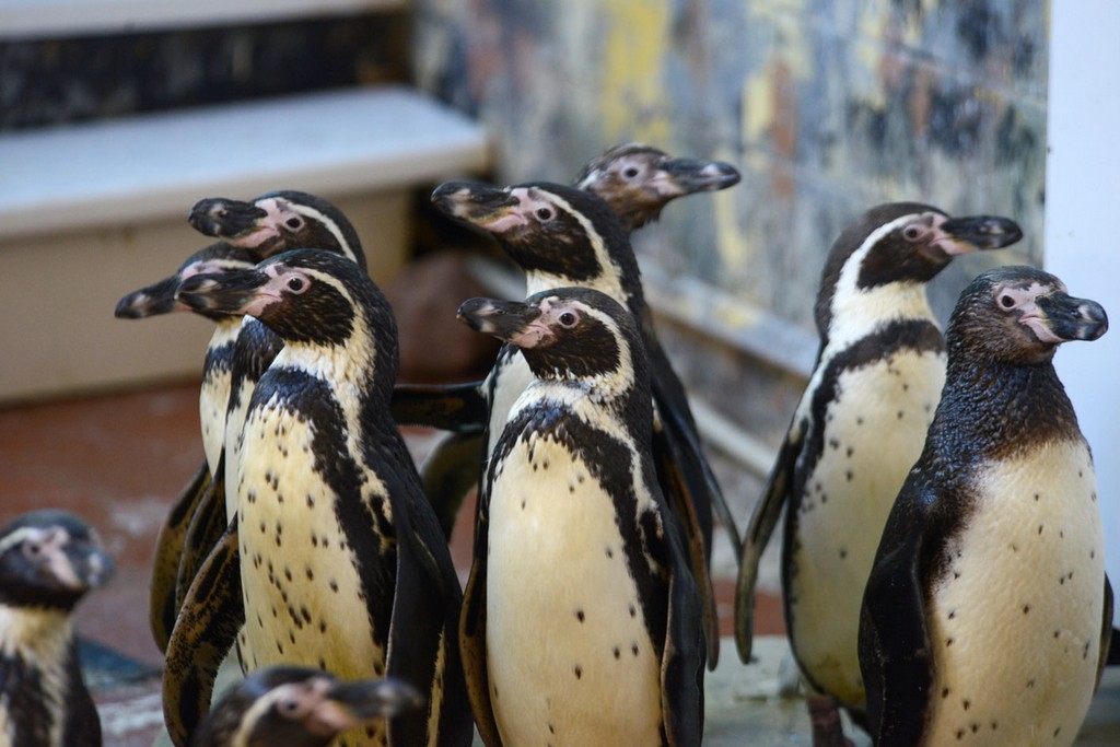 Rīgas Zooloģiskajā dārzā trīs mēnešus ciemosies 14 Humbolta pingvīni