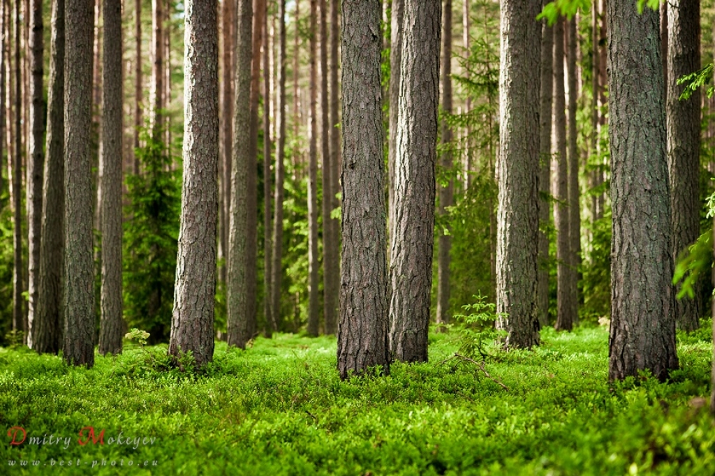 12.maijā Viesītes kultūras pilī bezmaksas seminārs meža īpašniekiem