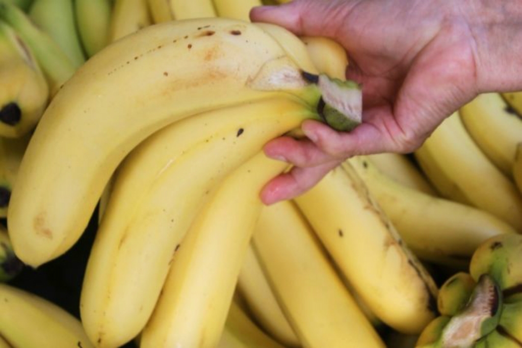 Banāni drīzumā var kļūt daudz dārgāki vai pat pilnībā pazust no veikalu plauktiem