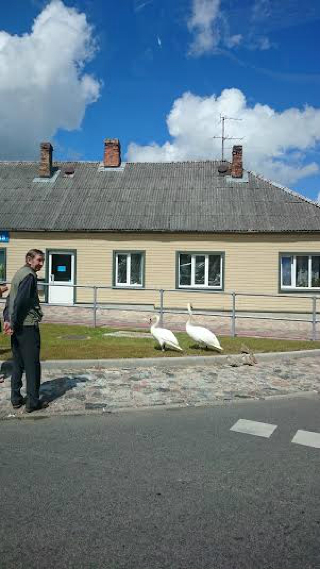 Aculiecinieka FOTO: Gulbju ģimene staigā Jēkabpils centrā