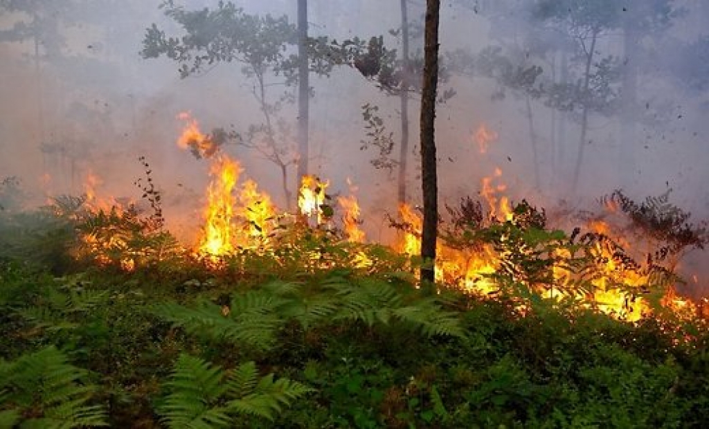 Ar bruņoto spēku palīdzību dzēš ugunsgrēku Neretas novadā (PAPILDINĀTS)