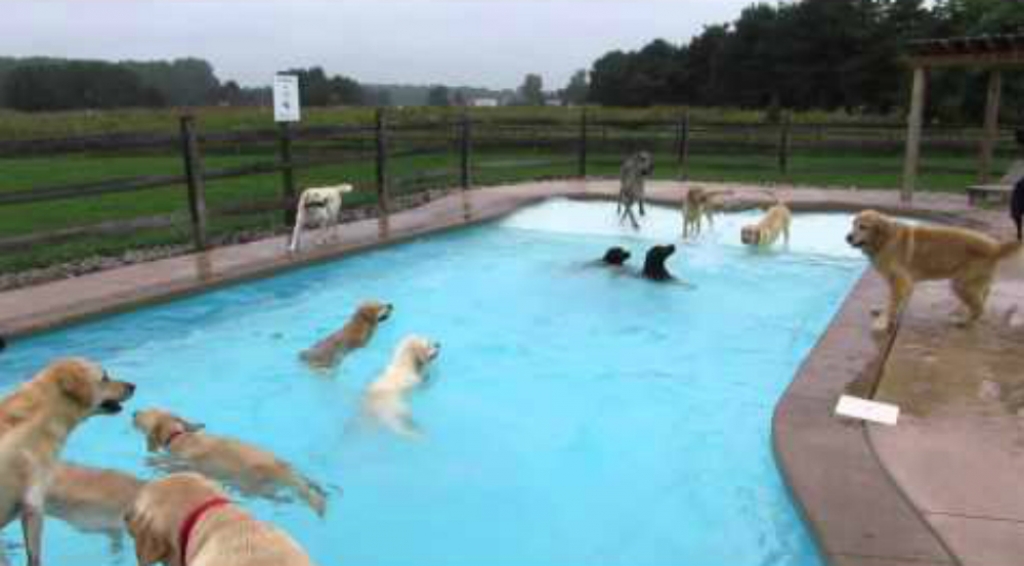 Suņu bars sajūsmā plunčājas baseinā (VIDEO)