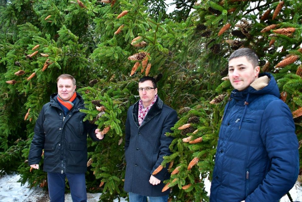 Jēkabpili šogad rotās pusgadsimtu veca egle (FOTO) (VIDEO)