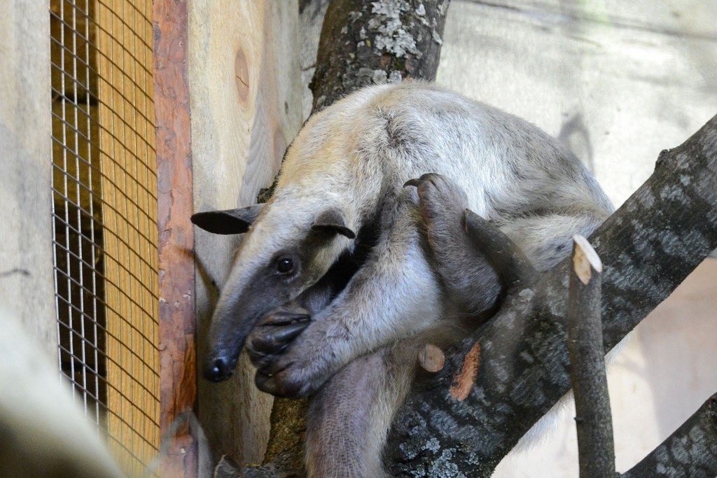 Rīgas zooloģiskajā dārzā ieradušies noslēpumainie četrpirkstu tamandua