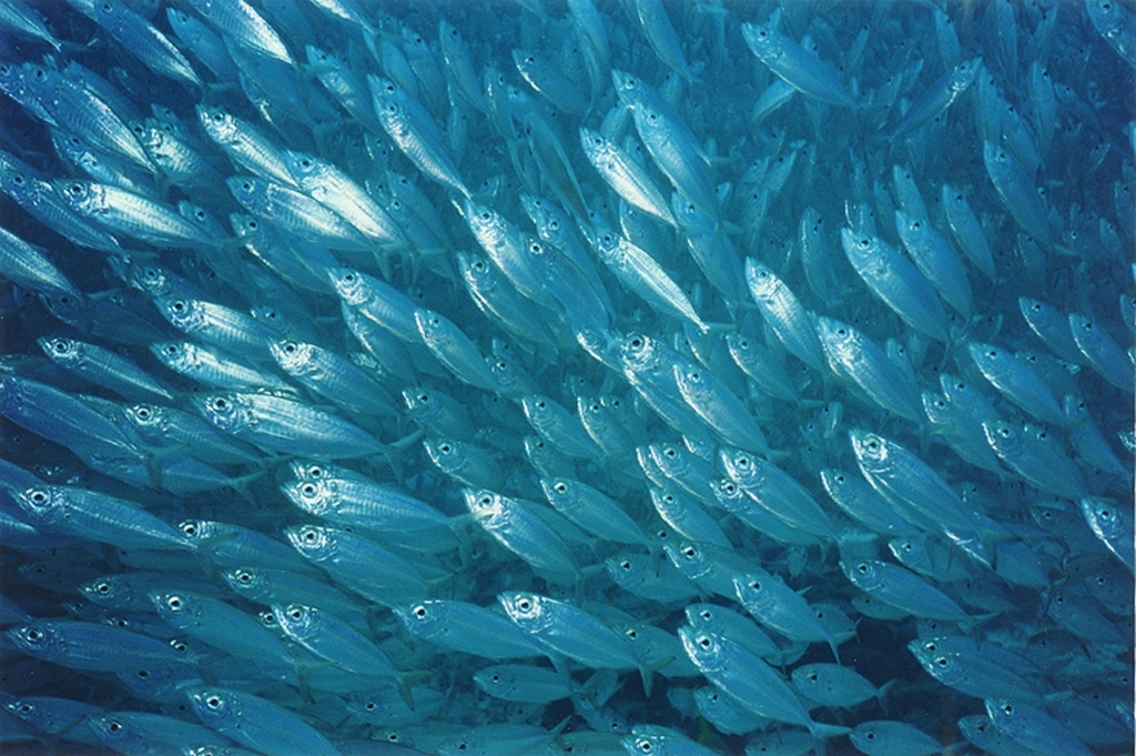 Dome piešķir finansējumu zivju resursu aizsardzības pasākumiem Jēkabpilī