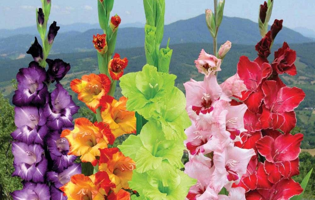 Imperiālā grācija un Vidusjūras eksotika - gladiola