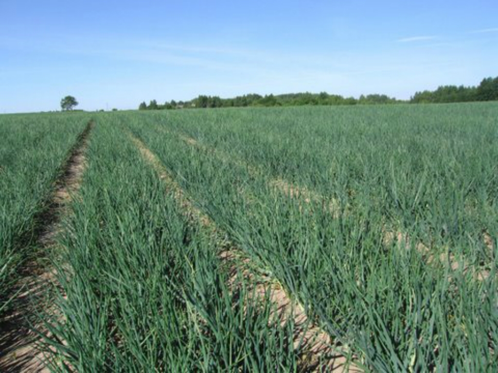 Agronomi: Šogad būs labas vasarāju un dārzeņu ražas; sējumi un dārzi jāuzmana no kaitēkļiem