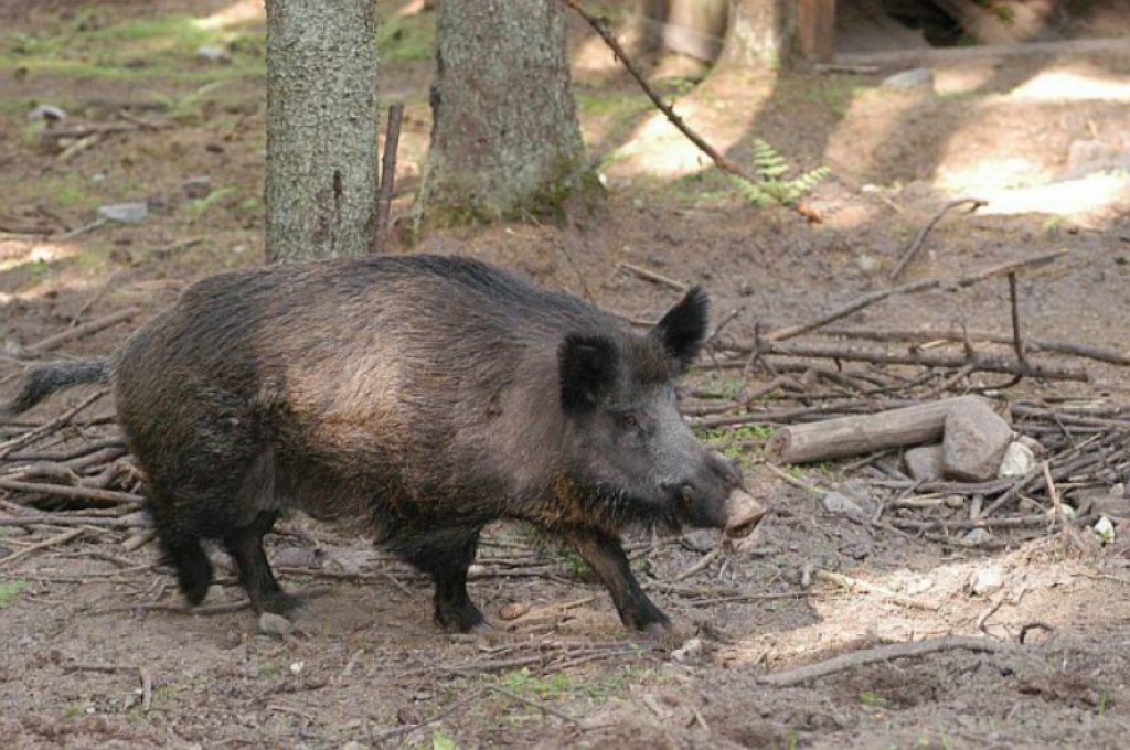 Āfrikas cūku mēri pirmo reizi konstatē pilsētā - Pļaviņās