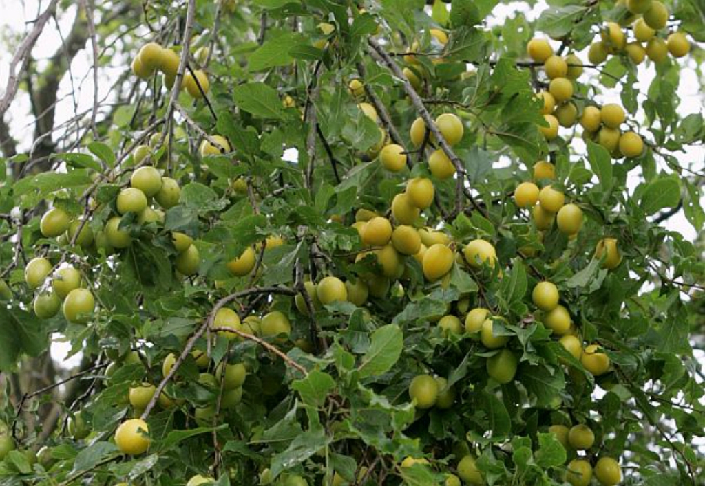 Augļkopji: bumbieru un plūmju raža šogad lielākoties ir sliktāka nekā pērn