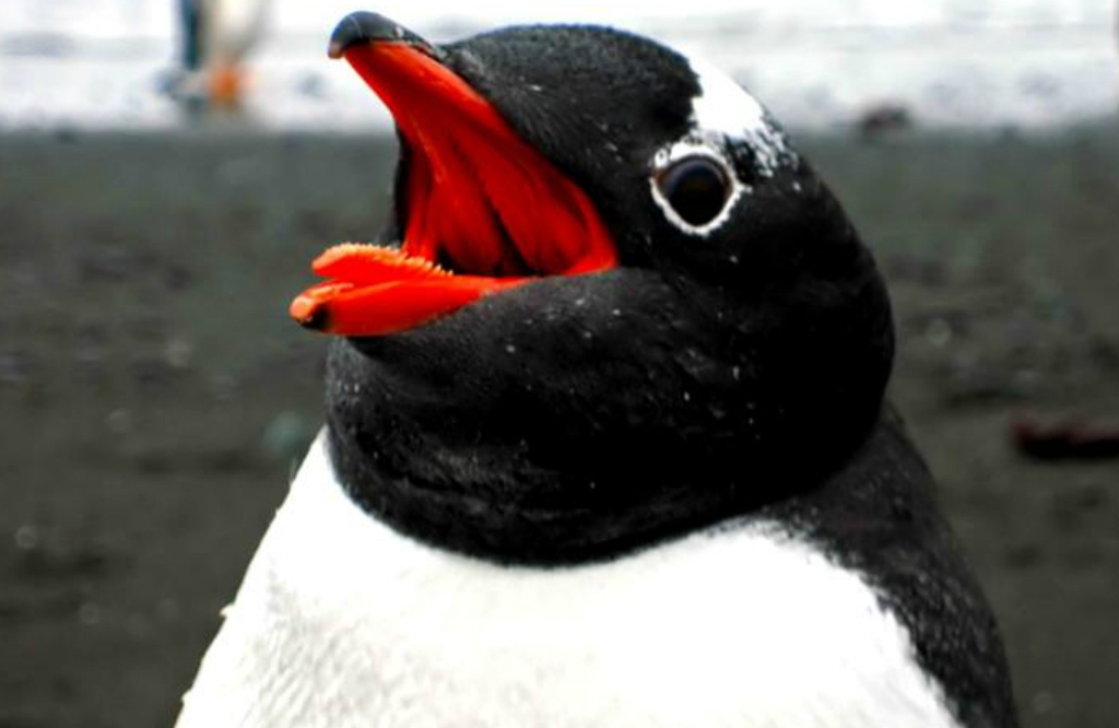 Kas notiks, ja pakutinās pingvīnu? (VIDEO)