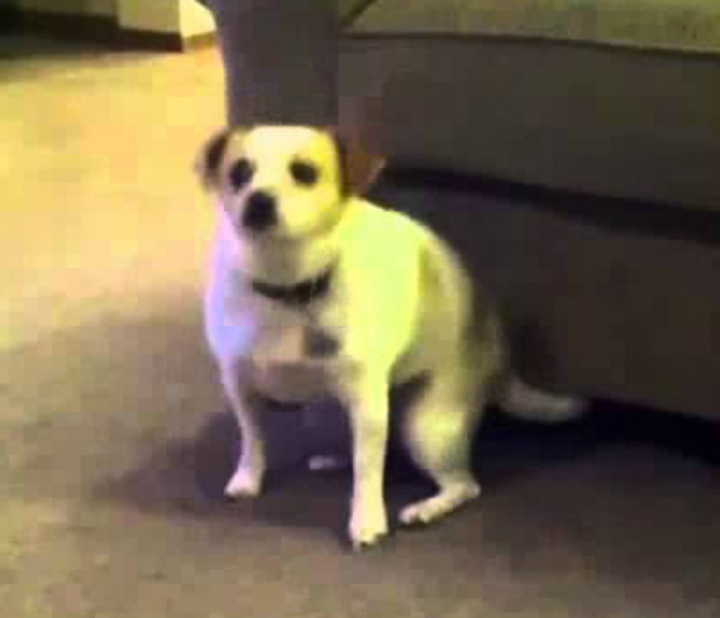 Suns, kas blusas kasa dejojot (VIDEO)