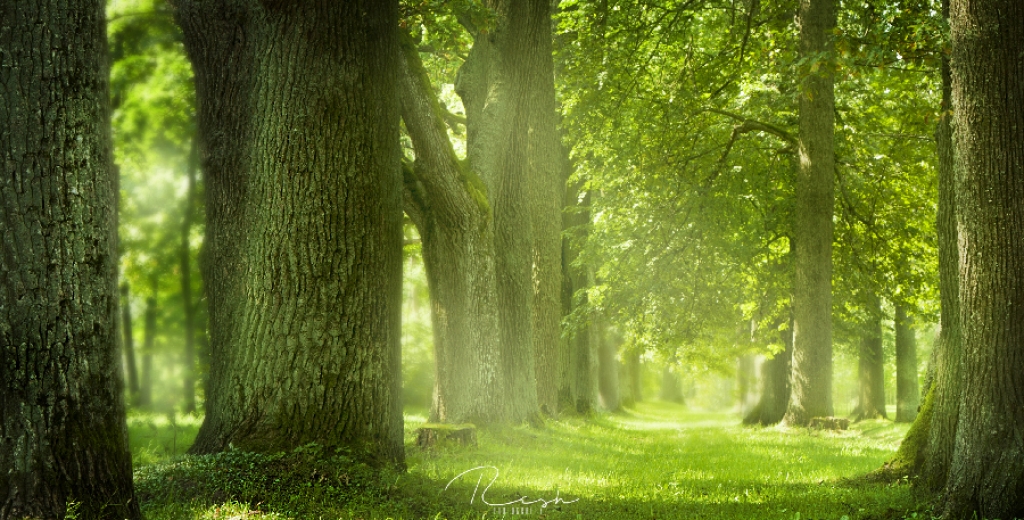 Apsekos dižkokus Preiļu pilsētas parkā