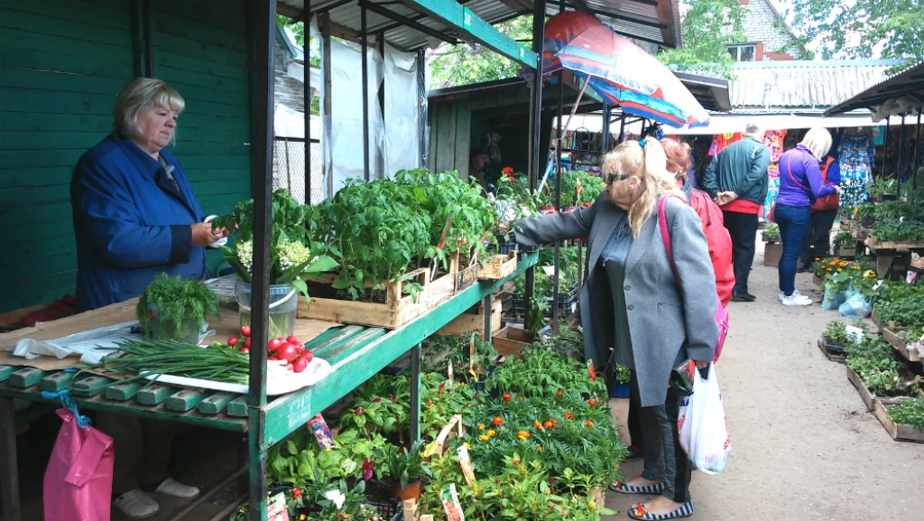 Jēkabpils tirgū plašā izvēlē stādi, sīksīpoliņi pilsētā vairs nav nopērkami (FOTO)