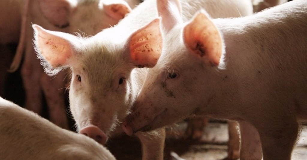 SIA “Miķelāni bekons” начинает производство кормов для свинеи