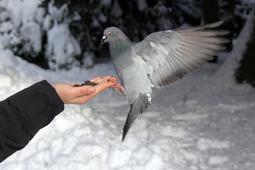 Kādi ziemojošie putni novēroti Jēkabpilī un pilsētas apkārtnē?