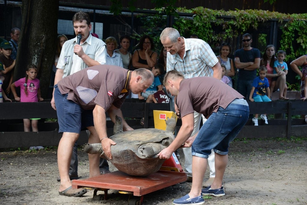 Uz piecpadsmitgades svinībām pulcējas bruņurupuču svēršanas speciālisti