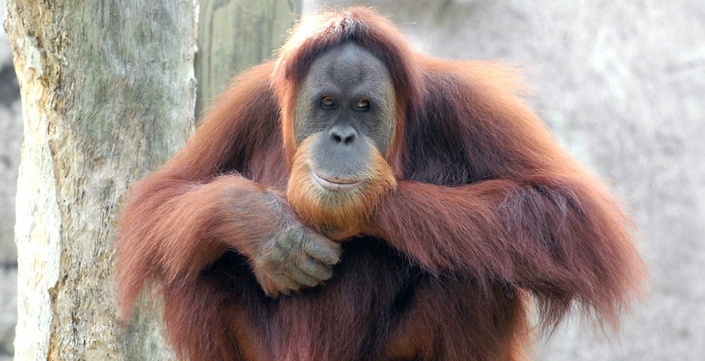 Orangutāns zoodārzā ierauga grūtnieci un rīkojas neparasti (VIDEO)