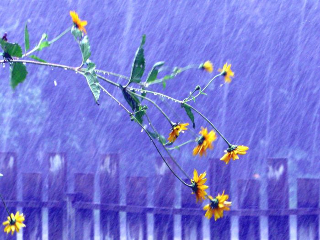 Tears on a withered flower 7. Stepping on Flowers.