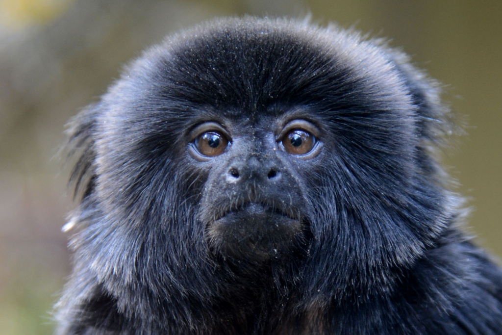 Rīgas Zooloģiskā dārza jaunumi