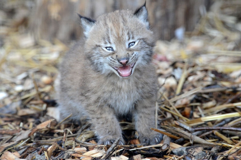 Šajā nedēļas nogalē Rīgas Zoodārzā Dzīvnieku ģimeņu dienas(FOTO)