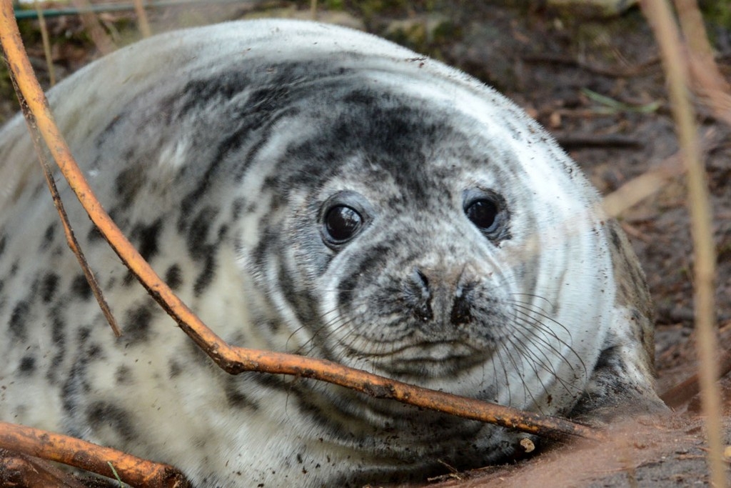 Jaunumi no Zoodārza