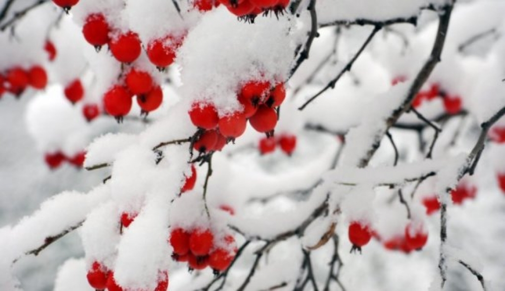 Перемены климата: снег в Латвии будет становиться все более редким явлением