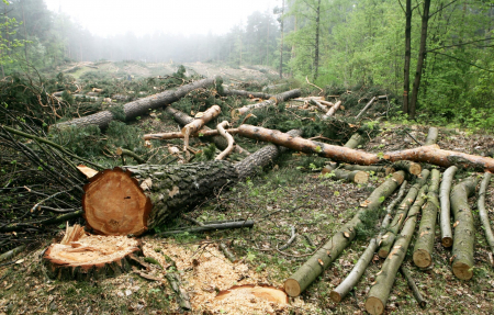 Jēkabpils novada Ābeļu pagastā nelikumīgi izcirsts mežs