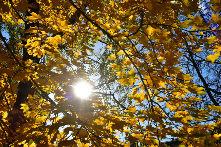 Astronomiskais rudens sāksies 22.septembrī