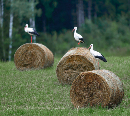 Kāds laiks gaidāms Augustā - Viršu un Rudzu mēnesī. Dabas vērotāja prognozes