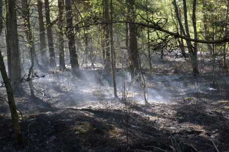 Ābeļu pagastā dzēsta degoša meža zemsedze un kūdra