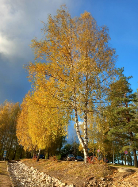 Tuvākajās dienās gaidāms rudenīgs laiks