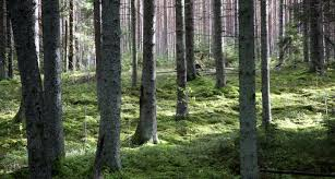 Gārsenes pagastā izglābti pieci mežā apmaldījušies cilvēki 