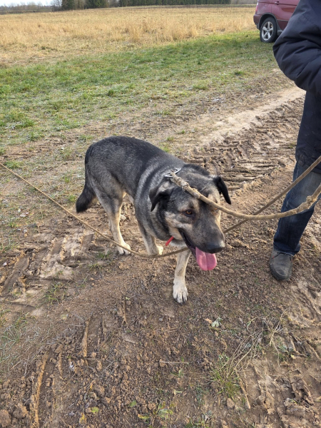 Jēkabpilī, Rīgas ielā pieklīdis suns. Saimniek, atsaucies!