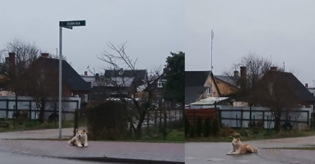 Jēkabpilī, Zīlānu ielā jau vairākas dienas klaiņo suns, meklēdams saimnieku